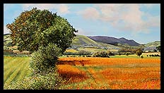 A Summer's Day | Brian Jones - Landscape and Still Life Artist based in Mid Wales