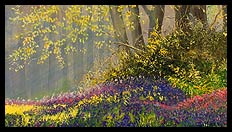 The Bluebell Wood | Brian Jones - Landscape and Still Life Artist based in Mid Wales