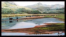 Brian Jones - Landscape and Still Life Artist based in Mid Wales